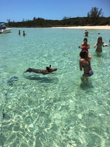 boat for bahama swimming pigs